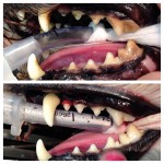 DentalCleaning2